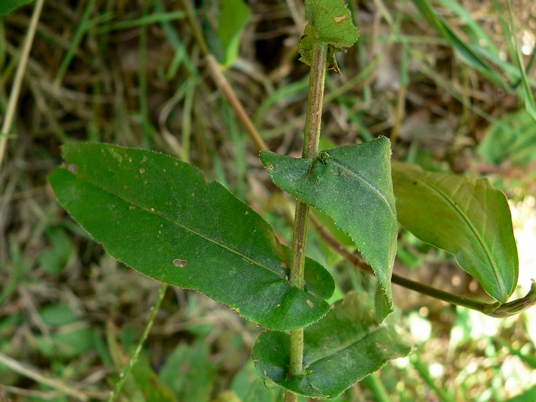 {Symphyotrichum phlogifolium}